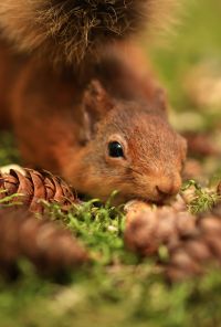Rusty the Red Squirrel Terry Abraham