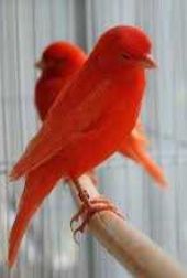 Red Canary