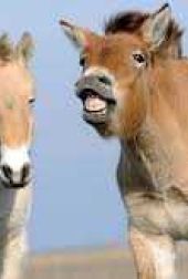 Donkey